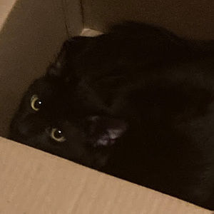 Meet your Posher, Chloe